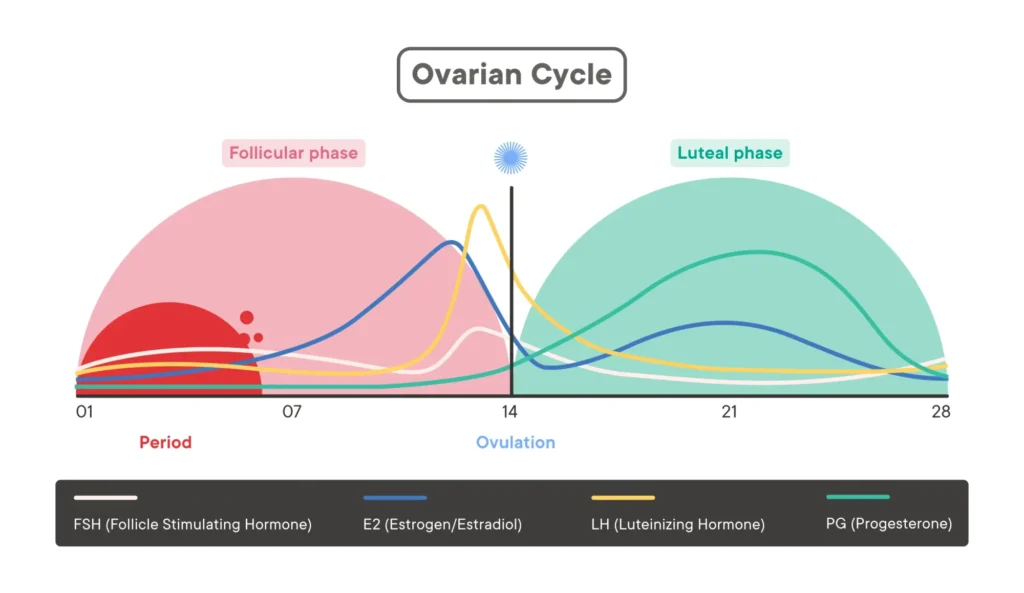Nutrition To Support Your Menstrual Cycle The Follicular Phase